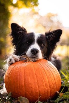 a black and white dog holding a pumpkin in its mouth