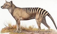 a drawing of a striped hyena standing in the grass with its head turned to the side