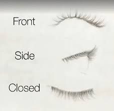 the front and side of eyelashes are shown with long, thin lashes on each side