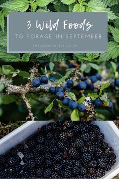 blueberries in a container with the words 3 wild foods to force in september on it