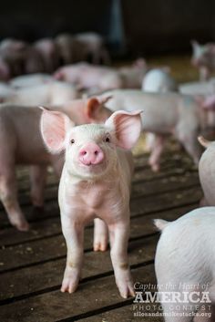 a small pig standing on top of a wooden floor next to many smaller pigs in the background