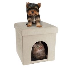 a small dog sitting on top of a cat house