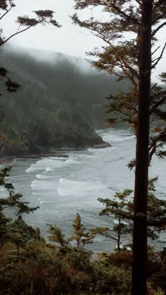 the ocean is surrounded by trees and fog