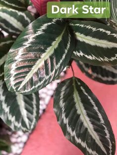 a close up of a plant with the words dark star on it