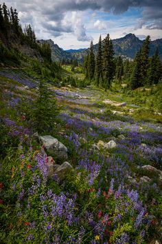 wildflowers and rocks in the mountains under a cloudy sky