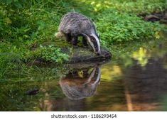 a raccoon drinking water from a stream in the woods with its reflection on the ground