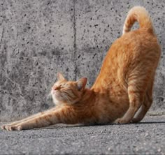 an orange tabby cat stretching on its back legs in front of a concrete wall