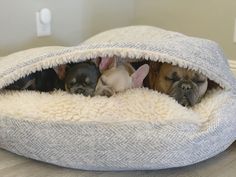 three small dogs are sleeping in a dog bed