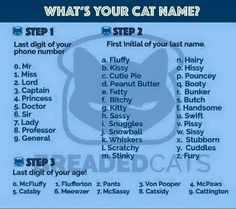 what's your cat name? poster with instructions for the cats names and their meanings