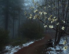 a path in the woods with white flowers on it and foggy trees behind them