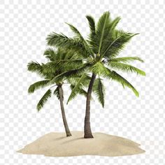 two palm trees on an island in the sand, with transparent background png clipart