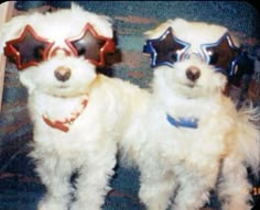 two white dogs wearing red, white and blue glasses