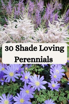 purple flowers with the words 30 shade loving perennials on it in front of them