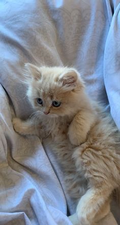 Cream Persian kitten Persian Kitten, Persian Cats, Wallpaper Cat, Persian Kittens, Drawing Cat, Cute Cats Photos, Kittens And Puppies, Pretty Animals, Silly Animals