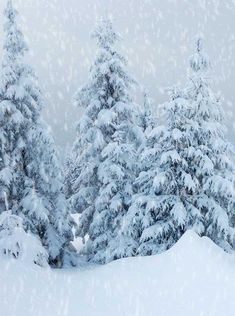 snow covered trees in the distance with one person on skis looking at something behind them