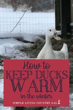 a white duck standing next to a red sign that says how to keep ducks warm in the winter