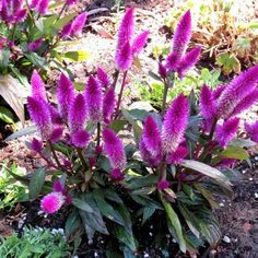 purple flowers are blooming in the garden