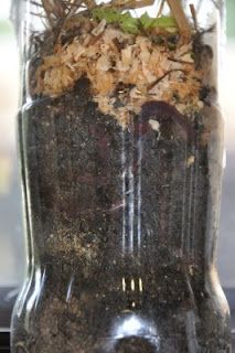 a jar filled with dirt sitting on top of a window sill