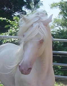 a white horse with blonde hair standing next to a metal fence and looking at the camera