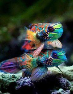 two colorful fish sitting on top of rocks