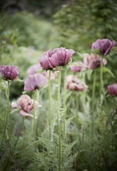 some pink flowers are growing in the grass