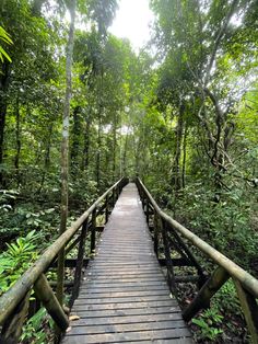 a wooden walkway in the middle of a forest with lots of trees and plants on both sides