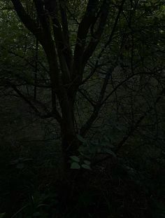 a tree in the dark with no leaves on it's branches and some green foliage