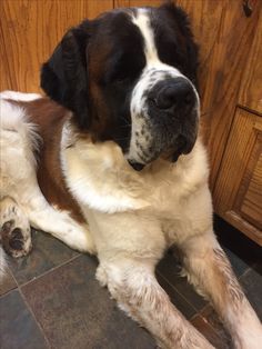 a large brown and white dog laying on top of a tile floor next to a wooden cabinet