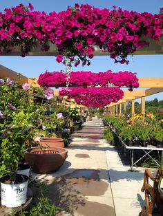 many potted plants are lined up along the walkway in this garden center with purple flowers