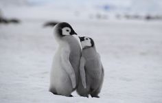 two penguins standing next to each other in the snow