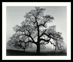 a black and white photo of a large tree