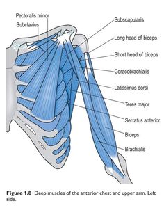 the muscles are labeled in blue, and there is also an image of their location