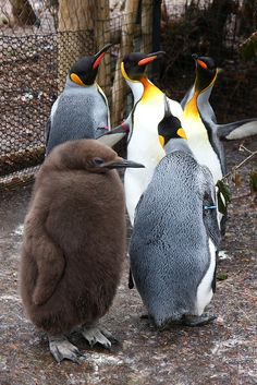 three penguins are standing next to each other