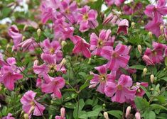 pink flowers are blooming in the garden