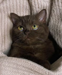 a black cat laying on top of a white blanket