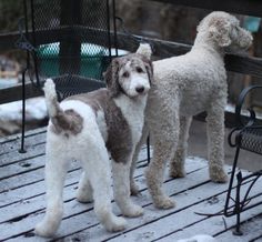 two poodles standing on a wooden deck in the snow next to a bench