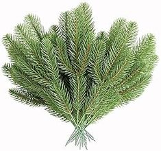 a close up of a pine branch on a white background