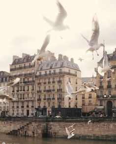 many birds are flying over the water in front of some old buildings and stone bridges