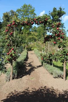 an apple orchard with trees and dirt path