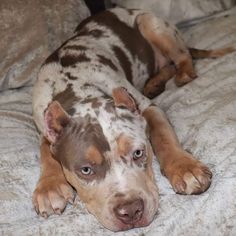 a brown and white dog laying on top of a bed