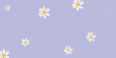 white daisies on a light purple background