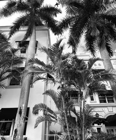 black and white photograph of palm trees in front of a building