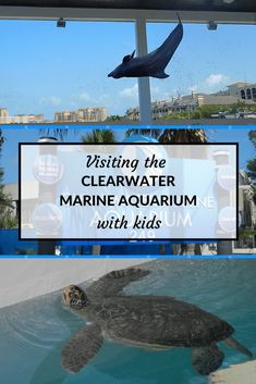 a sea turtle swimming in the water next to a sign that says, visiting the clearwater marine aquarium with kids