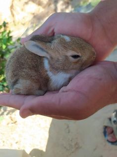 a person holding a small rabbit in their hand