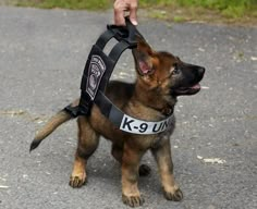 a police dog is being held by its handler