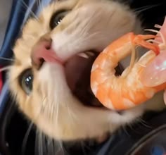 a close up of a cat playing with a shrimp