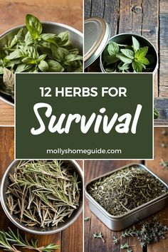 herbs for survival in tins with text overlay that reads, 12 herbs for survival