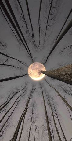 looking up at the moon through some trees