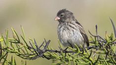 a small bird perched on top of a tree branch