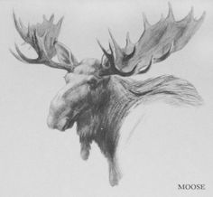 a drawing of a moose's head with large antlers on its back side